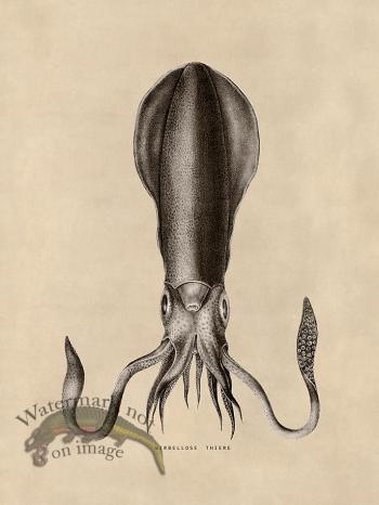 Octopus Tan 27